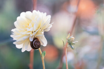 Kolorowe kwiaty w ogrodzie © Elżbieta Kaps