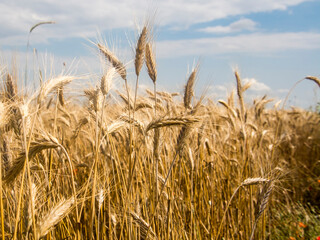 Wheat field in summer in South Hungary