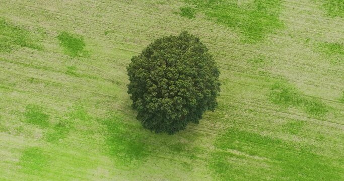 Abstract aerial top view rotating above tree on meager green field, Beek, Montferland, Gelderland, Netherlands.