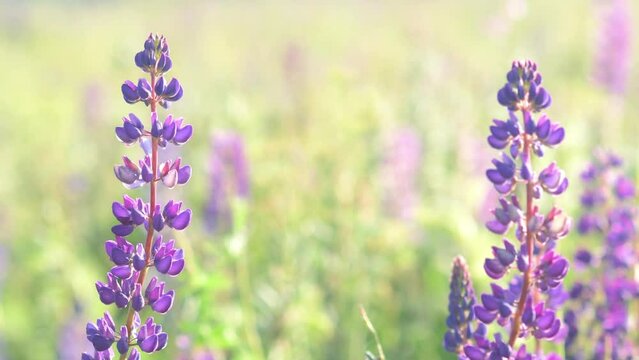 beautiful wild violet lupines flowers blossom in meadow at sunny evening. close up footage