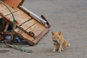 Wild mother cat with fish in her mouth at a harbor