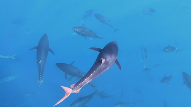 Slow motion of big bluefin tuna swim in tuna farm with many fish, Malta