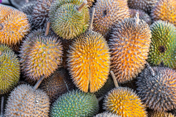 Beautifully ripe durian fruit, a stinking fruit, a specific fruit from Asia