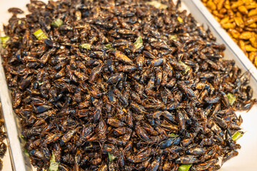 Fried insects, edible insect and bugs at market in Thailand, close-up with selective focus