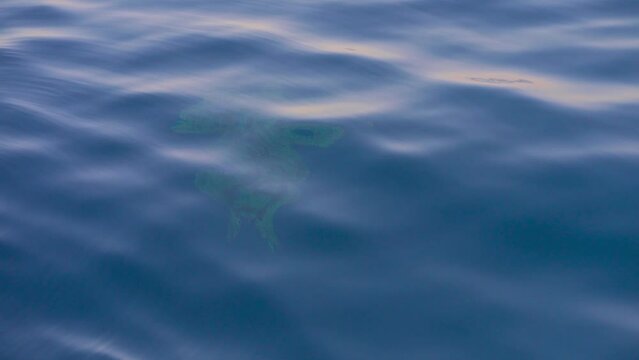 4k, Aerial view, large turtle swims underwater, calm sea water, Red sea