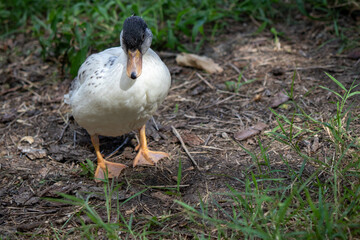 Group of Bantam baby chicks in the yard