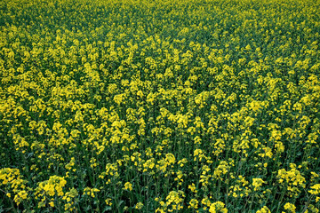 Fototapeta premium Rape is blooming in the field, full frame. Plant for the production of biodiesel.