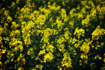Rape is blooming in the field, full frame. Plant for the production of biodiesel.