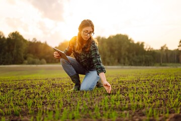 Young female agronomist with a digital tablet in her hands checks young shoots in the field. A...