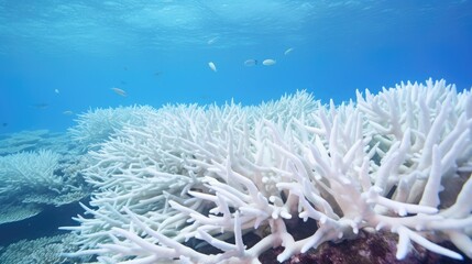 Fototapeta na wymiar A field of stag-horn coral bleached white