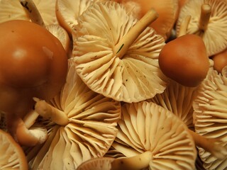 Champignons comestibles.