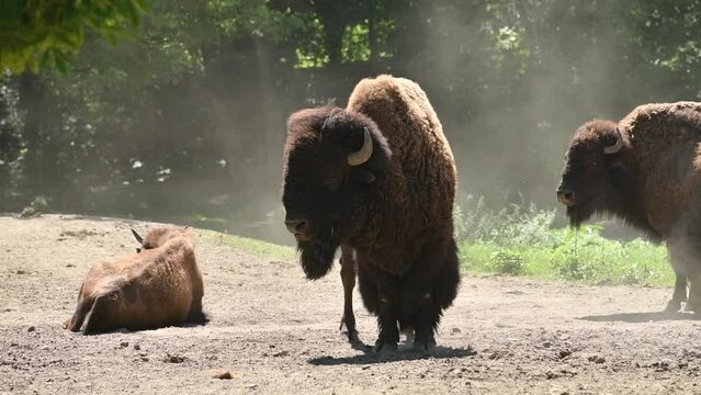 Group of wild buffaloes on dusty ground in summer afternoon