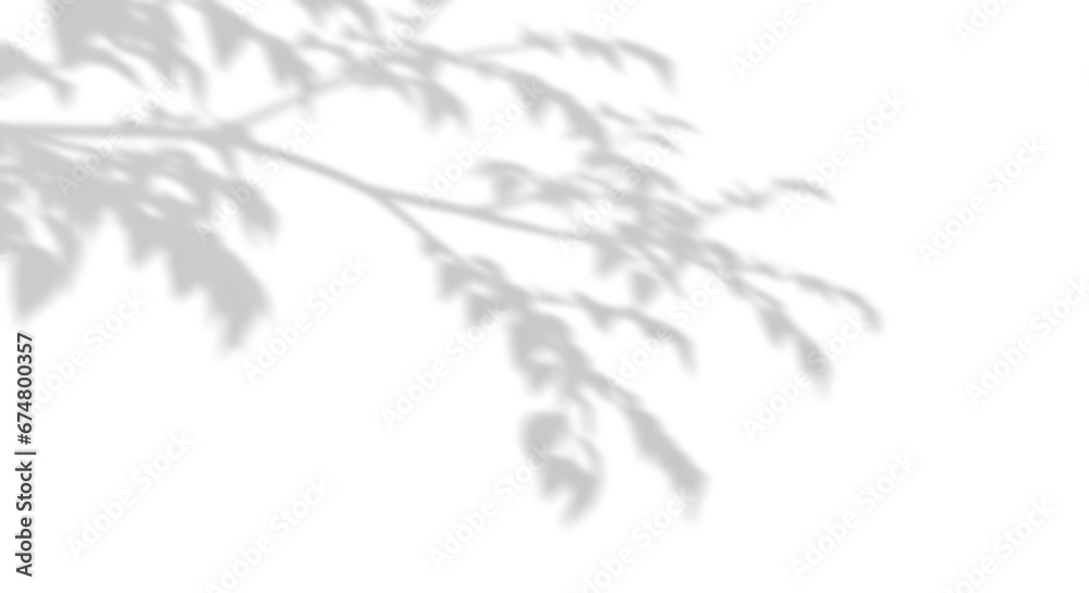 Wall mural real shadow tree branches shade on transparent backgrounds 3d render png