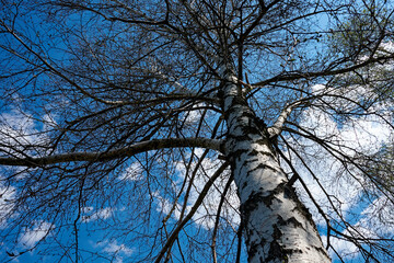 In this serene scene, a tall tree with a white trunk and bare branches graces the backdrop of a clear blue sky, capturing the essence of a spring day.