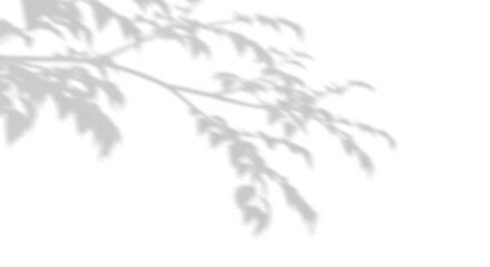 Real shadow tree branches shade on transparent backgrounds 3d render png