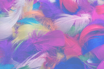 Fototapeta na wymiar Colorful feather background.