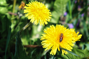 A bee collects nectar from a dandelion flower.