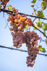 golden ripe grapes of Rkatsiteli in a vineyard before harvest, Kakheti