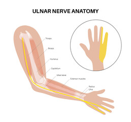Ulnar nerve anatomy - 674803531