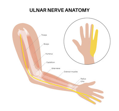 Ulnar nerve anatomy