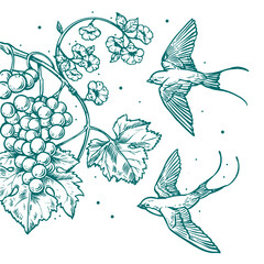 Illustration classique d'hirondelles volant avec une grappe de raisin, fleurs, vigne et feuille de vigne - obrazy, fototapety, plakaty