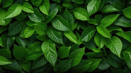 Fototapeta na wymiar abstract natural green fresh top view illustration plant leafy, background leaf, organic healthy abstract natural green fresh top view