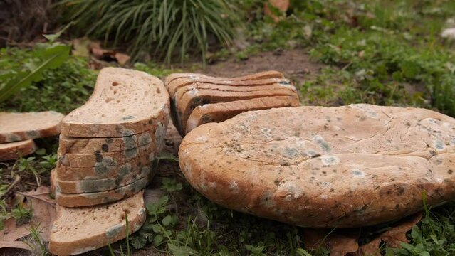 bread is covered with mold