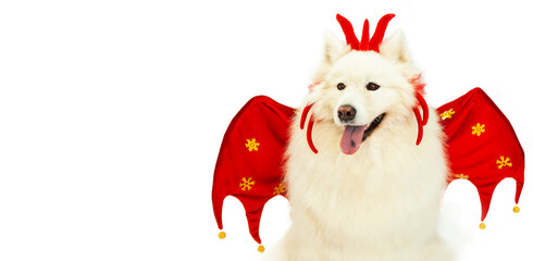Samoyed dog in the New Year image of a dragon, with wings and a decoration in the form of horns on...
