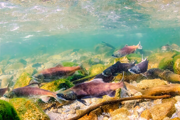 A school of Kokanee salmon breeding in Big Creek, Fresno County, California.