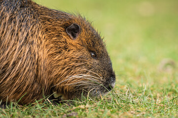 the nutria looking for food on the grass in the park