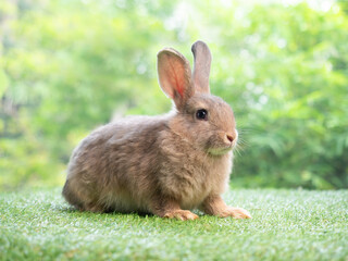 Brown cute rabbit sitting on grass with green nature background. Lovely action of young rabbit.