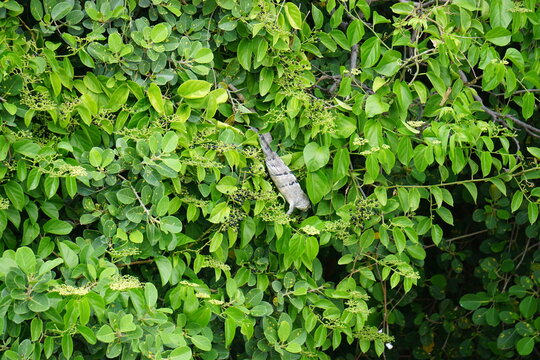 Iguana descansando en la vegetaci&oacute;n en verano