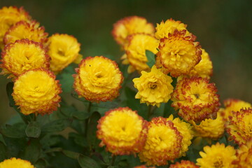Yellow-orange flowers