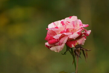 Rose on a city street in autumn