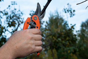 A man's hand with garden shears reaches out to trim a tree branch.
