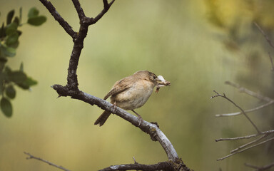 Obraz premium Chercán Troglodytes aedon