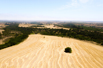 Obraz premium Tree in the middle of a wheat field
