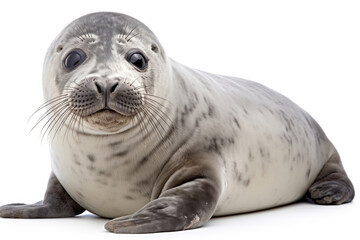 Baby of common seal on white background - obrazy, fototapety, plakaty