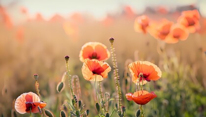 Obraz premium Poppies flower in field with blur background