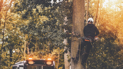 Arborist cutting down tree with petrol chainsaw