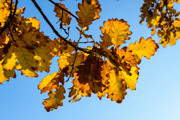 Vivid orange, yellow and brown leaves of oak tree towards clear blue sky in a garden during a sunny autumn day, beautiful outdoor background photographed with soft focus.