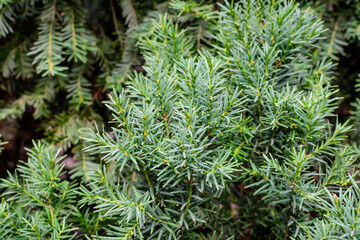 Close up of many green leaves of fir coniferous tree in a sunny summer garden, beautiful outdoor monochrome background.