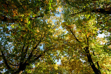 Vivid orange, yellow and brown leaves of oak tree towards clear blue sky in a garden during a sunny autumn day, beautiful outdoor background photographed with soft focus.