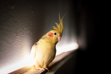 Portrait of a Cockatiel Bird sitting beside wall with back light