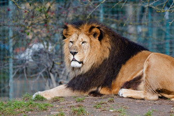 Group of lions , portrait of lion