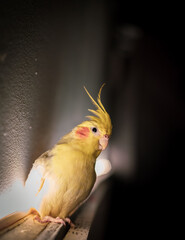 Portrait of a Cockatiel Bird sitting beside wall with back light