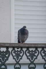pigeon on the fence balcony in lisbon portugal 