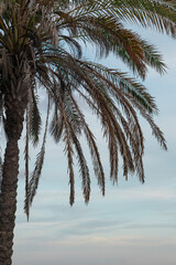 palm tree on the beach during sunset