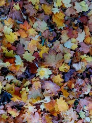 autumn leaves background