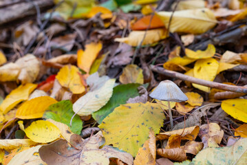 Blurred image of a gray mushroom and bright autumn leaves.